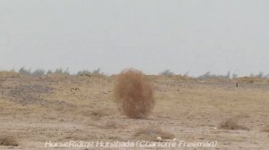 Верблюжья колючка в пустыне возле Хургады