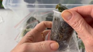 Фиалки. Укорененные листья. Проветриваем или нет