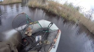 Как наловить много вьюнов на болоте.