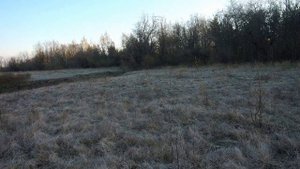 Нагонка гончей по зайцу.