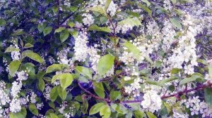 Цветение черемухи. Пение соловья. Blooming of bird cherry. Nightingale singing