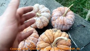 Тыква моей МЕЧТЫ- Японская КАЦУМА НАНКИН кабоча из округа ОСАКА! Самая вкусная мини тыква!