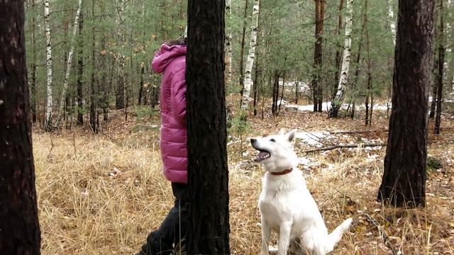 Дрессировка. Подзыв. БШО Фиелисс Регент (Арчи) смотреть онлайн