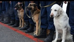 ОНИ ПРОСТО СПАСАЮТ ЛЮДЕЙ И НЕ ЖДУТ НИЧЕГО ВЗАМЕН СОБАКИ СПАСАТЕЛИ ЗЕМЛЕТРЯСЕНИЕ В ТУРЦИИ И СИРИИ