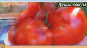 Самые лучшие раннеспелые сорта томатов Описания и характеристики ранних помидоро