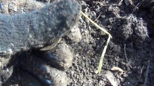 РАСКОПКИ ДОМА ВОЕННОГО. ЧАСТЬ 2.НАХОДКИ РАДУЮТ. КОП В ПРИМОРСКОМ КРАЕ С Х ТЕРРА 505.