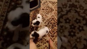 Русский спаниель щенкам 1мес 2недели