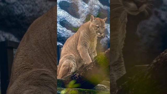 Пума Московский зоопарк🐱👀🔥👍Puma Moscow Zoo🐱👀🔥👍