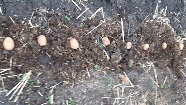 Посадка картошки. Planting potatoes. смотреть онлайн