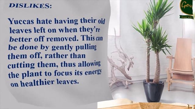 Yucca Elephantipes смотреть онлайн