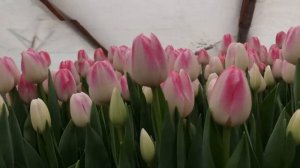 Выгонка тюльпанов. Сорт Donatello (Донателло)