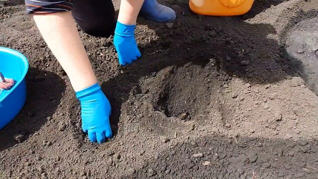 ПОСАДКА ГЛАДИОЛУСОВ,пророщенных в биогумусе.