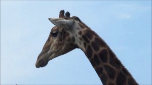 Мой фильм.wlmp.mp4    Изысканный бродит жираф !!!