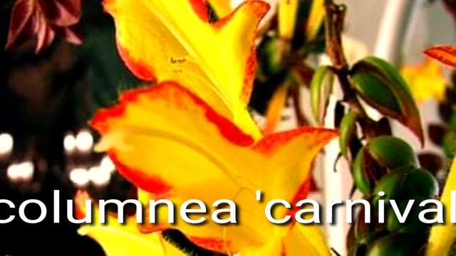 10 Rare indoor featured plant that can make you envy to have it смотреть онлайн