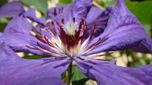 Клематисы. Элегия