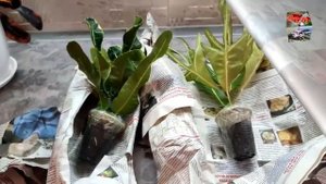 КРОТОН РАСПОКОВЫВАЕМ ПОСЫЛКУ С ХОЛОДА. Сорта T37, Thong Ihor, Luk e now, Quirko, Филаделфия, Мамми