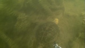 Подводная прогулка на Веселовском водохранилище.