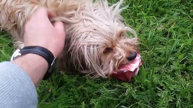 В Черри вселился бес. У кого-то есть знакомый экзорцист? смотреть онлайн