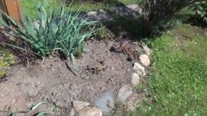 Дача. Цветет ирга. Весенние клумбы. Высадила томаты в теплицу. Часть 1.