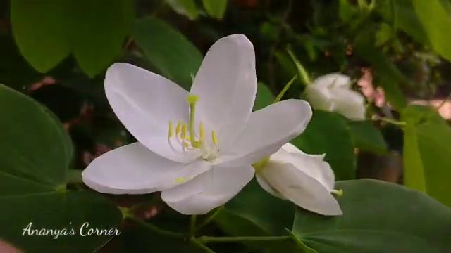 बरसात से पहले गार्डन लुक | summer and monsoon flower | gardening| flower смотреть онлайн