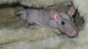 Крысы сфинксы))