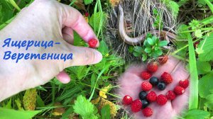 Отрывок из ВЛОГА Рощино Ленинградская область Змея Ящерица Веретеница Медянка