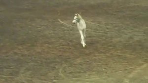 Haflinger Foal goes Nuts!!