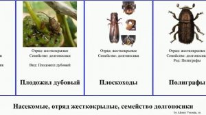 Насекомое, отряд жесткокрылые, семейство долгоносики заболонник большой скосарь листовой лубоед
