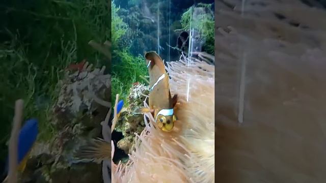 Подводный мир океанариумов Санкт-Петербурга и Калининграда смотреть онлайн