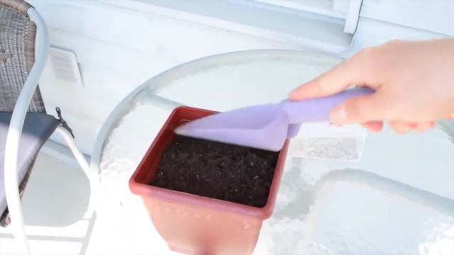 Бархатцы (чернобривец). Как посадить рассаду чернобривцев. смотреть онлайн