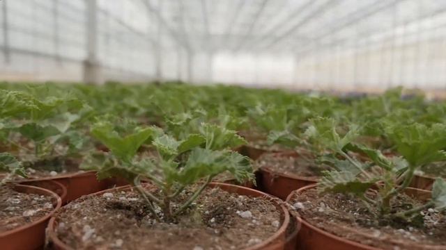 Edelgeranie - Pelargonium Grandiflorum Zucht- Vater und Sohn Beijer von Bejafleur смотреть онлайн