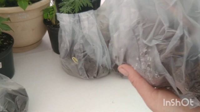 ПОЛУЧИЛА ПОСЫЛКУ С НОВЫМИ САЖЕНЦАМИ МОРОЗНИКИ , ПРОСТРЕЛЫ , КЛЕМАТИСЫ.