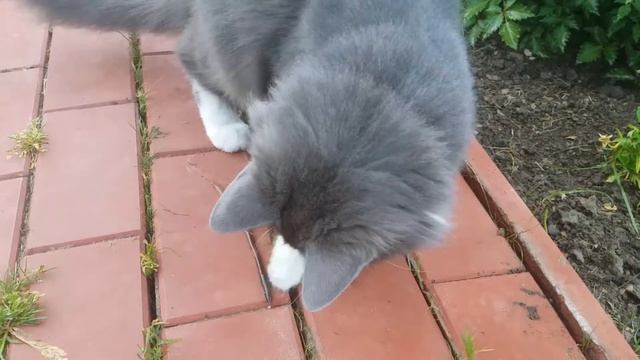 Кот на даче с червяком смотреть онлайн