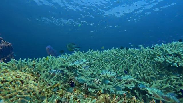 Филиппины, о. Панглао морская змея - крайт, ставриды, сноркелинг смотреть онлайн