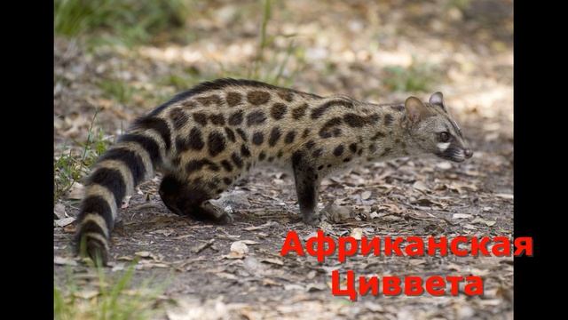 Животные Африки / Animals of Africa