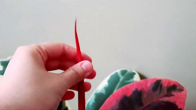 Ficus Elastica Ruby Pink 02 Part 01 | Plant Vlog 280