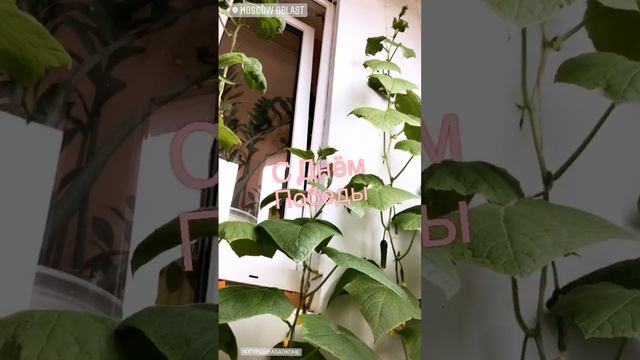 Огурцы на майкие?