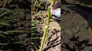 Чем подкормить розы весной и летом для пышного цветения | Подкормка роз весной