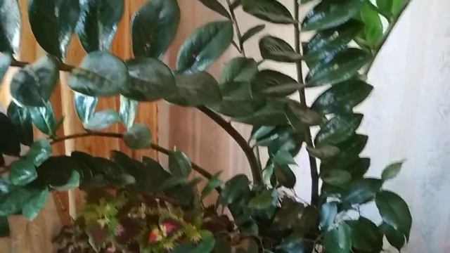 ?Моя „ОРАНЖЕРЕЯ" с лоджии ☘️переместилась в квартиру?(30.11.2021) смотреть онлайн