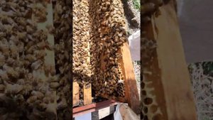 Пчёлы Итальянский Кордован, 11. 04. 20 20