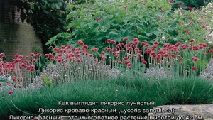 Ликорис цветок (Lycoris) — значение растения в различных культурах