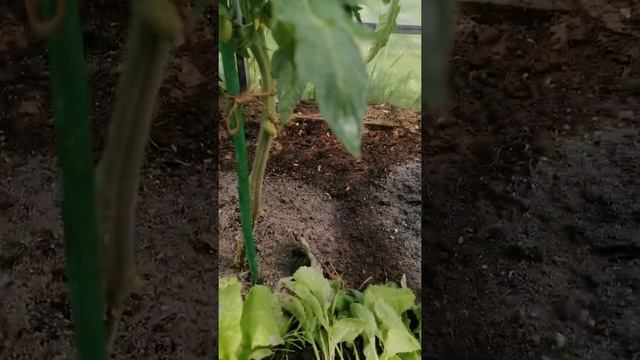 Подкормка томатов древесной золой