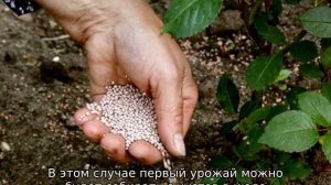 Малина Желтый гигант