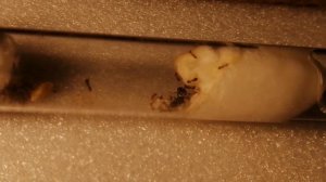 Колония самых неприхотливых муравьёв | Tetramorium caespitum #матка#муравьи#природа#флорида#сауна