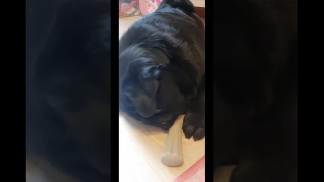 Мопсу Жоре купили новую игрушку с ароматом оленьих рогов. Дневник черного мопса Жоры смотреть онлайн