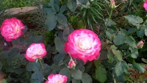 17 сортов роз – лидеры второго цветения) #розы #сортароз #цветениероз #розывсаду #счастливыйсадовод