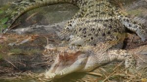 КРОКОДИЛ ПРОТИВ АКУЛЫ - КТО ПОБЕДИТ?