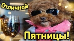 Ура Пятница! Желаю Веселой и Насыщенной Пятницы! Пусть Она Принесут Море Позитивных Эмоций!