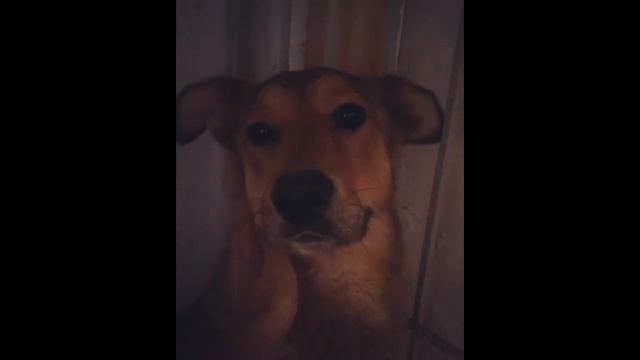 Жизнь Аники смотреть онлайн