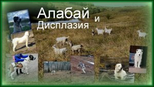 Дисплазия у собак - генетика или неправильное выращивание.